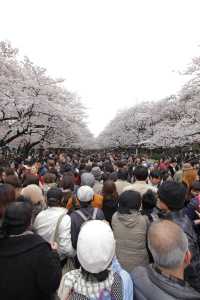 in queue just to go through the park in Ueno