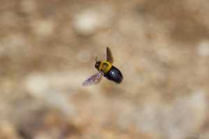 The carpenter bee